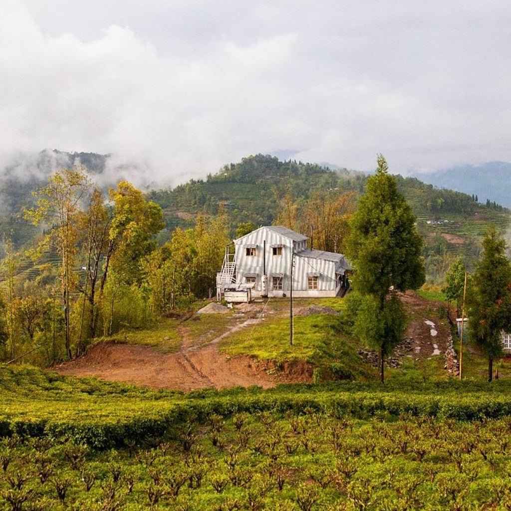 A Strong & Empowered Nepali Breakfast Tea