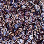 Christmas Lima Bean - Famous | Online Store