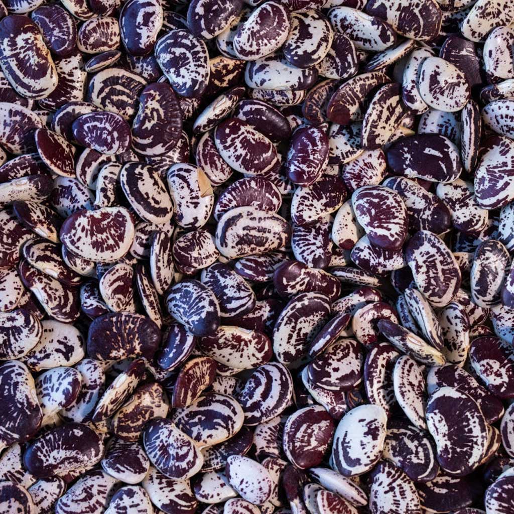 Christmas Lima Bean - Famous | Online Store