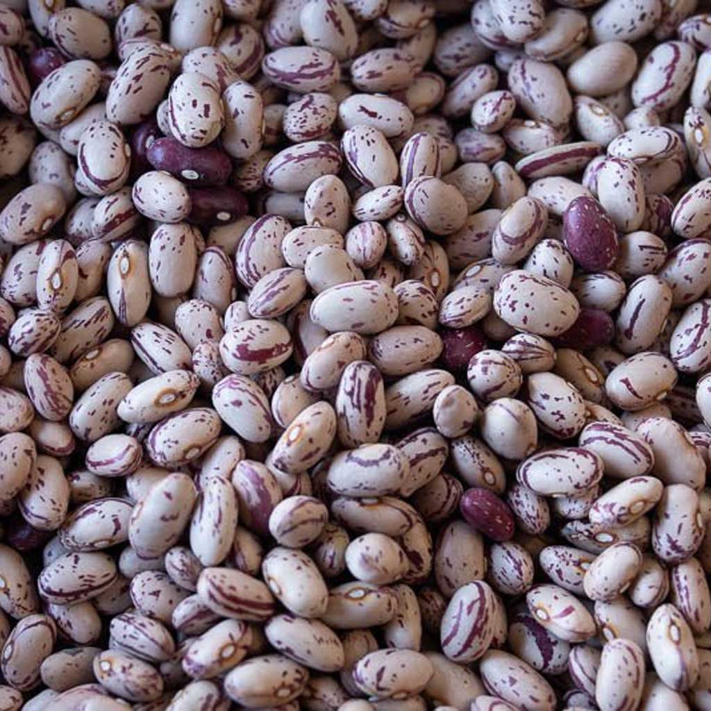 Cranberry Bean - Famous | Online Store