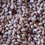 Cranberry Bean - Famous | Online Store