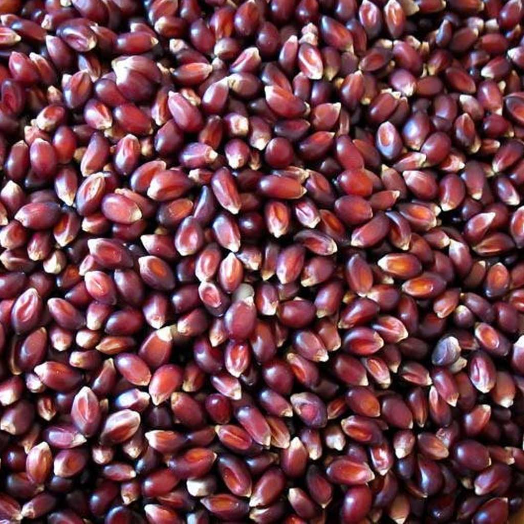 Crimson Popping Corn - Famous | Online Store