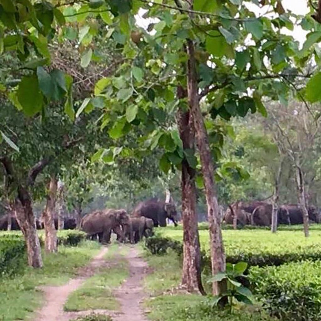 Earl Grey for Elephants Tea - Famous | Online Store