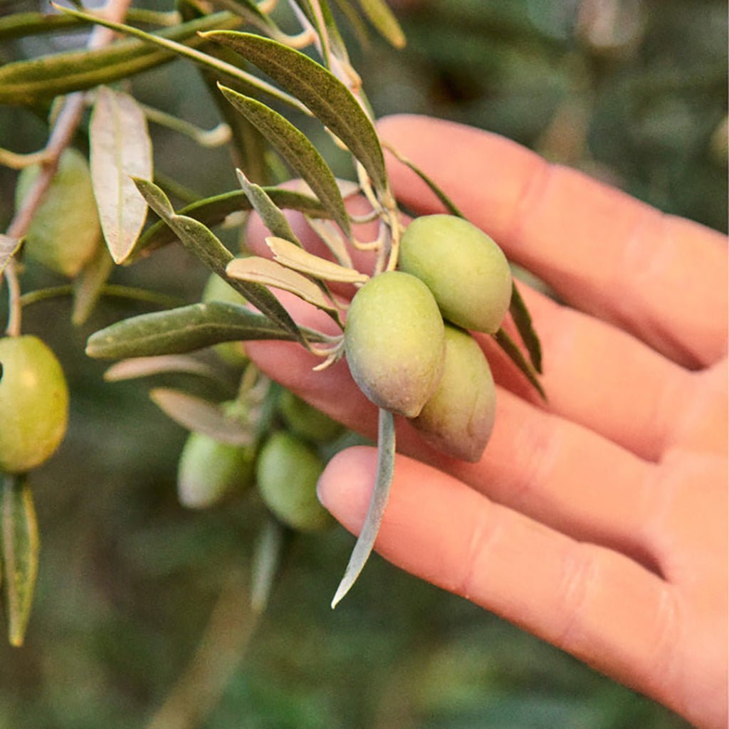 Graza Olive Oil - Drizzle - Famous | Online Store
