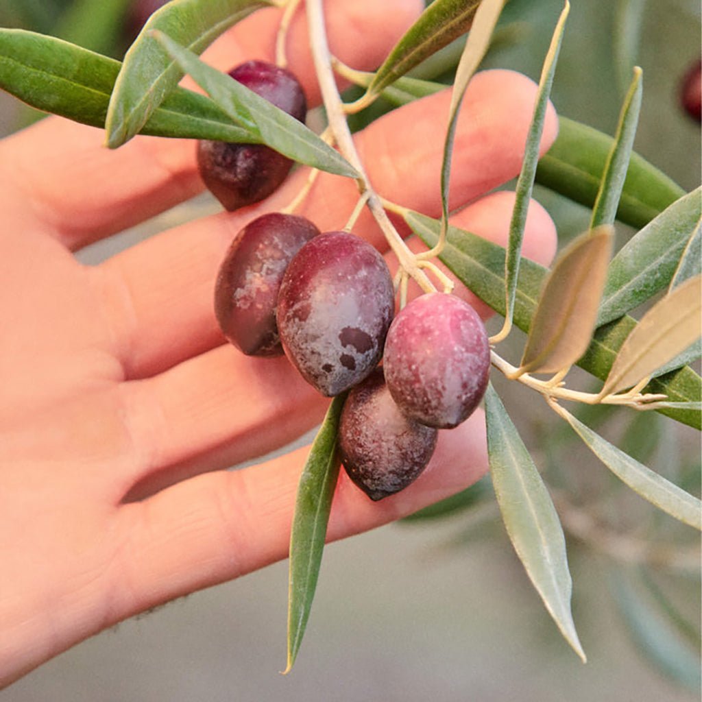 Graza Olive Oil - Sizzle - Famous | Online Store
