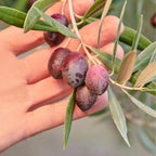 Graza Olive Oil - Sizzle - Famous | Online Store