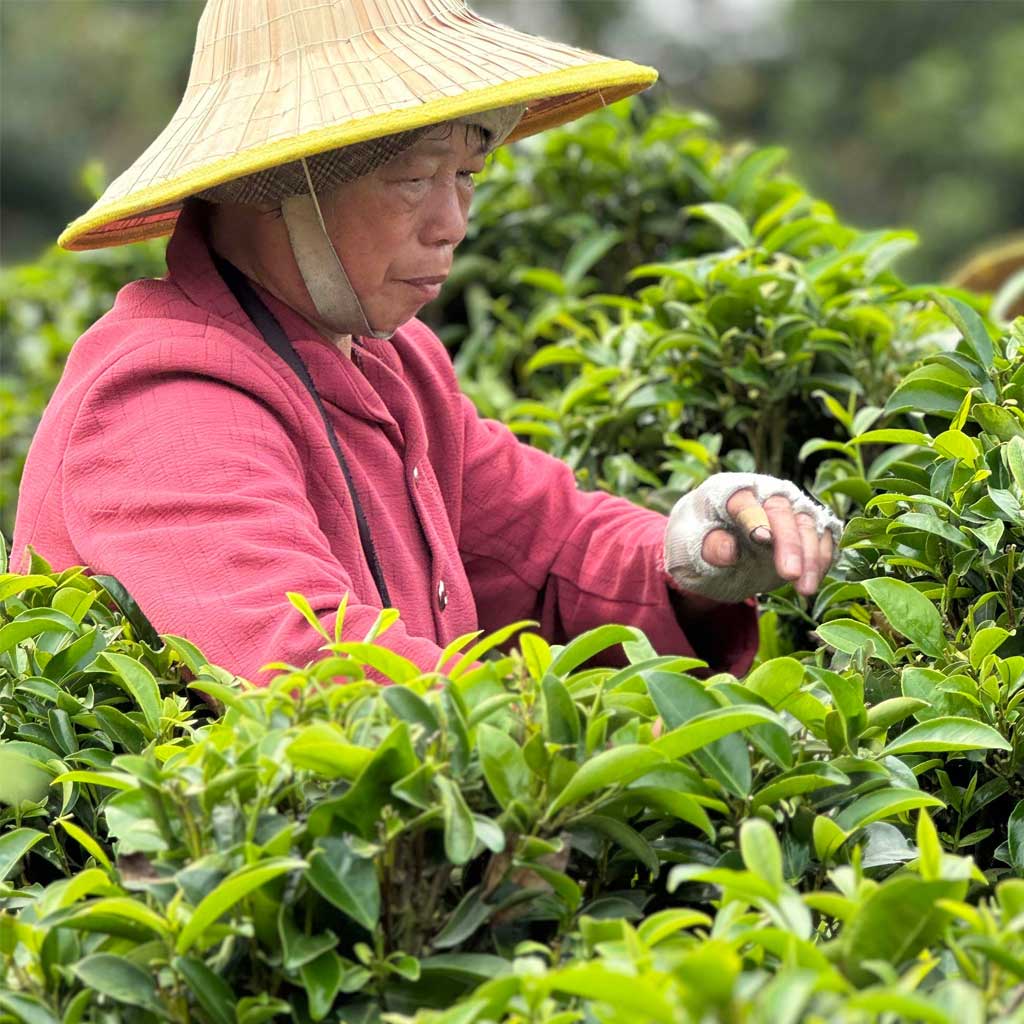 Hummingbird's Dream Oolong Tea - Famous | Online Store