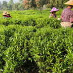 Hummingbird's Dream Oolong Tea - Famous | Online Store