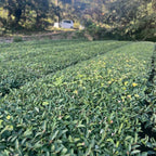 Kumaen Black Tea - Famous | Online Store