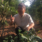 Thé Pu-erh de conservation