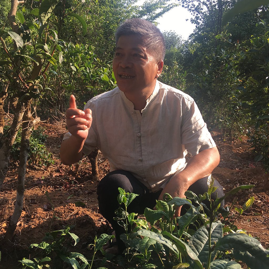 Puer for Preservation Tea