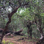 Thé Pu-erh de conservation