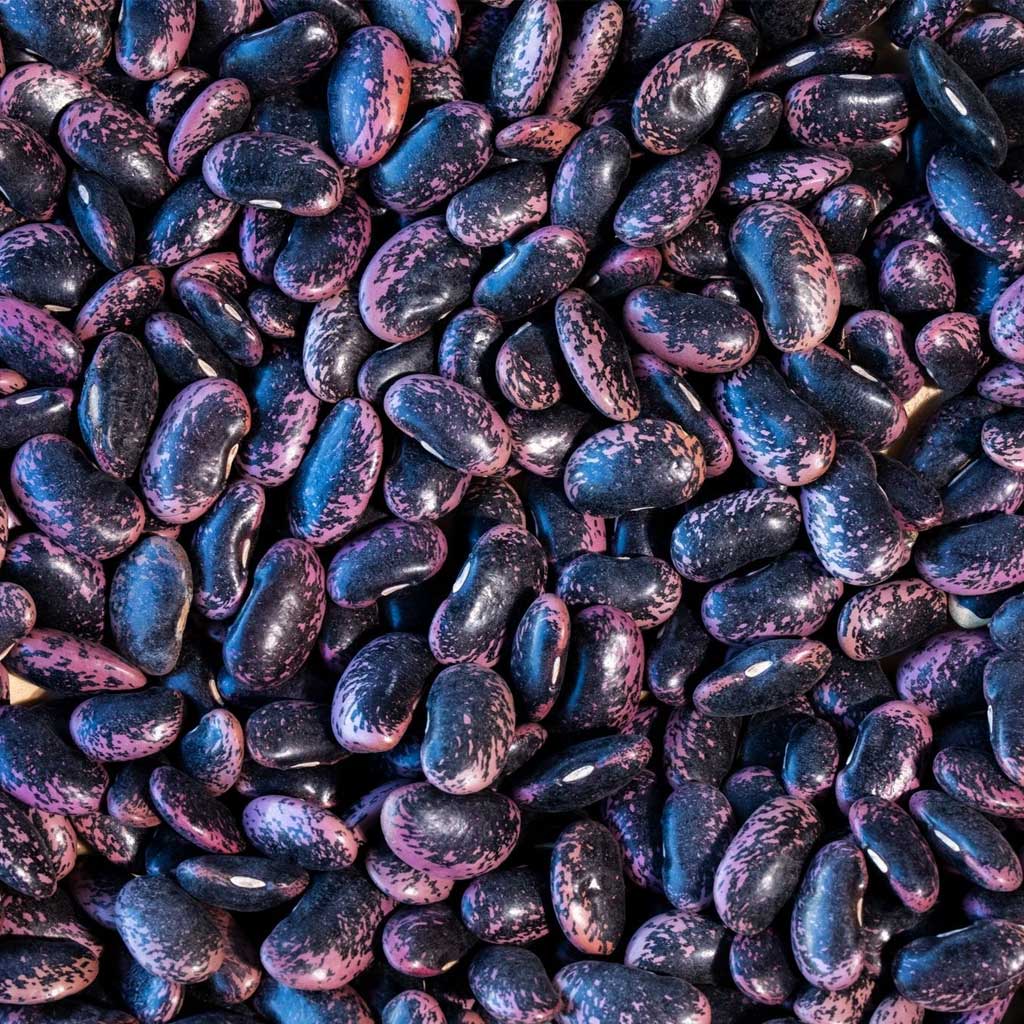 Scarlet Runner Bean