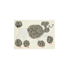 The Poodle Card