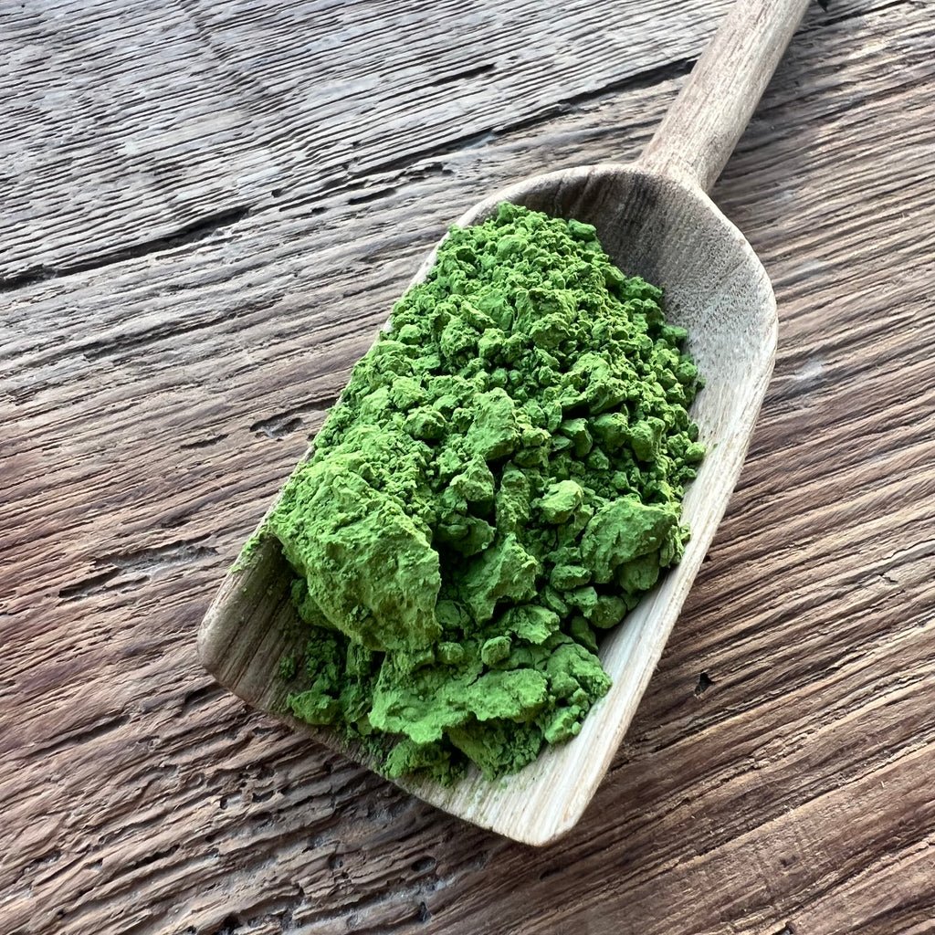 Matcha Yabukita Prémium de Yuta